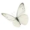 White Butterfly