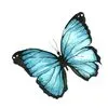 Blue Butterfly