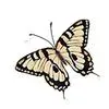 Yellow Butterfly