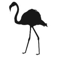 Flamingos