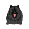 Keeshond 2