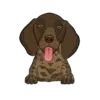 German Shorthaired Pointer 4