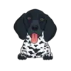 German Shorthaired Pointer 5