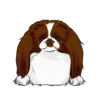 Japanese Chin 2