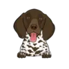 German Shorthaired Pointer 1