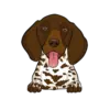 German Shorthaired Pointer 2