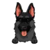 German Shepherd 3