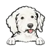 Goldendoodle (White)