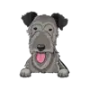 Irish Wolfhound 1