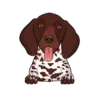 German Shorthaired Pointer 3
