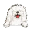 Komondor