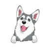 Husky 1
