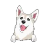 Husky 6