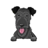 Irish Wolfhound 2