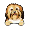 Havanese 1