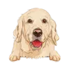 Golden Retriever (Cream)