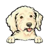 Goldendoodle (Cream)
