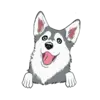 Husky 1