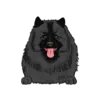 Keeshond 2