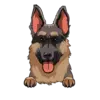 German Shepherd 1
