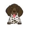 German Shorthaired Pointer 1