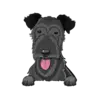 Irish Wolfhound 2
