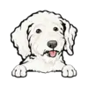 Goldendoodle (White)