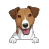 Jack Russell Terrier (Brown White)