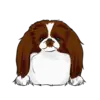 Japanese Chin 2