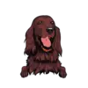Irish Setter 2