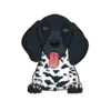 German Shorthaired Pointer 5