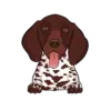 German Shorthaired Pointer 3