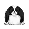 Japanese Chin 1