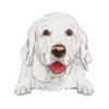 Golden Retriever (White)