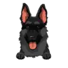 German Shepherd 3