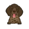 German Shorthaired Pointer 4