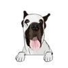 Great Dane 6