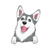 Husky 1