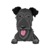 Irish Wolfhound 2
