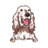 Irish Setter 1