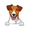 Jack Russell Terrier 2