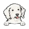 Goldendoodle (White)