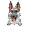 German Shepherd 2