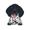 German Shorthaired Pointer 5