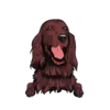 Irish Setter 2
