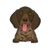 German Shorthaired Pointer 4