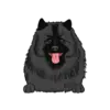 Keeshond 2