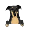 Greyhound 3