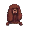 Irish Water Spaniel