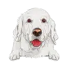 Golden Retriever (White)